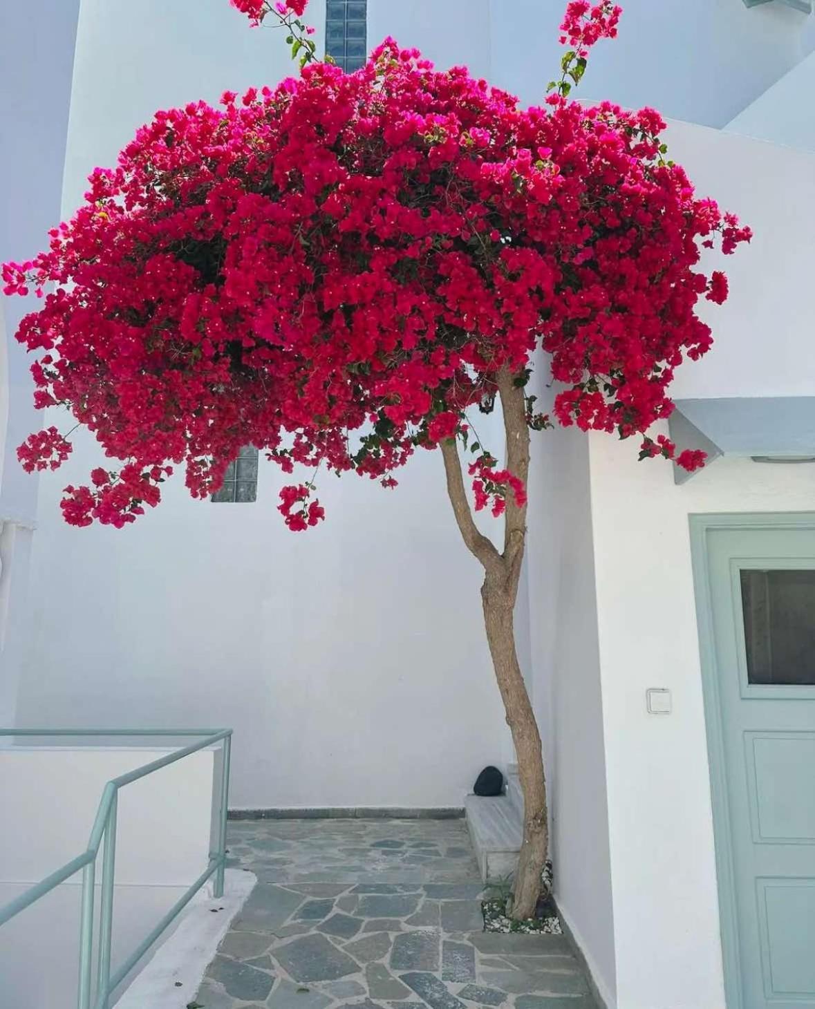 Lefkothea Hotel Kamári Exterior foto